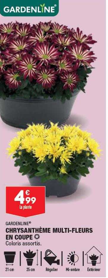Chrysanthème Multi-fleurs En Coupe Gardenline