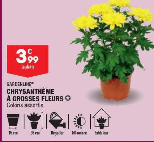chrysanthème à grosses fleurs gardenline