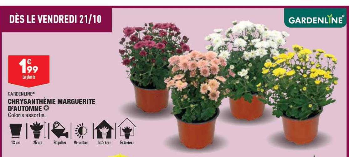 chrysanthème marguerite d'automne gardenline