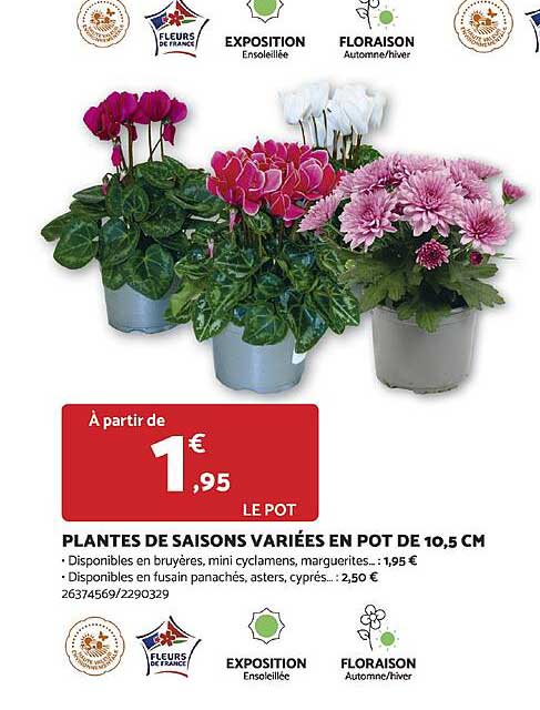 plantes de saisons variées en pot de 10,5 cm