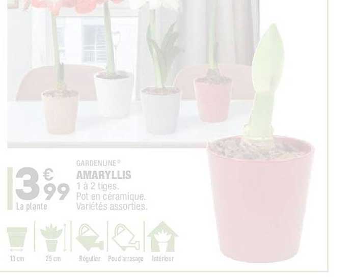amaryllis gardenline