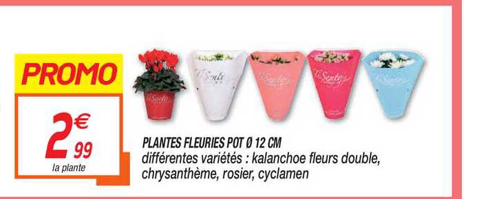 plantes fleuries pot 12 cm