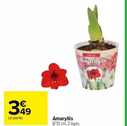 amaryllis