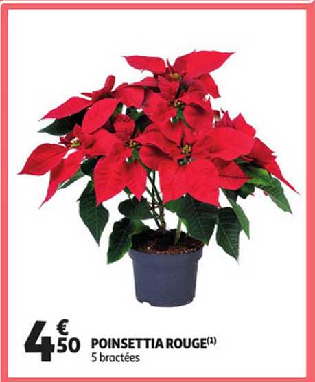 poinsettia rouge