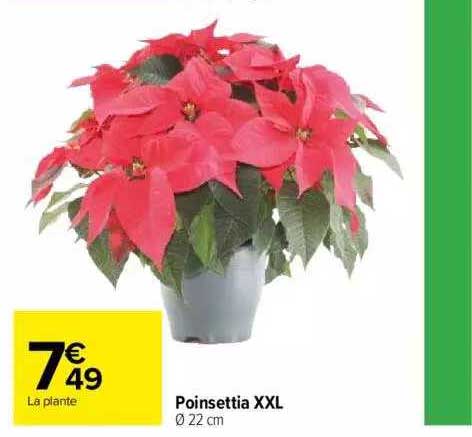poinsettia xxl