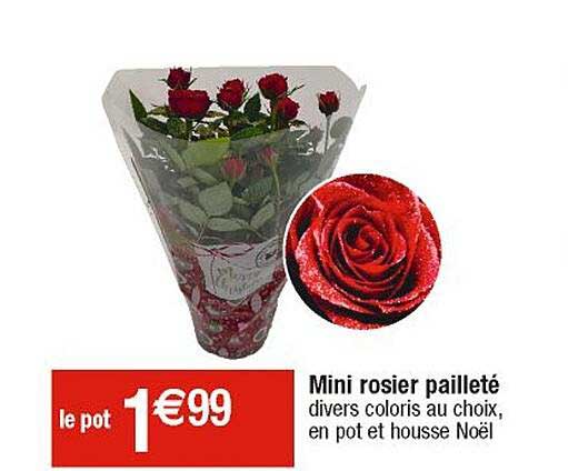Mini Rosier Pailleté