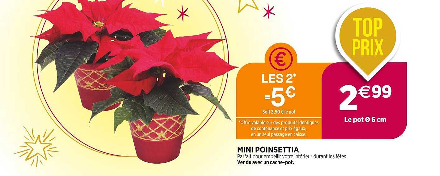 mini poinsettia