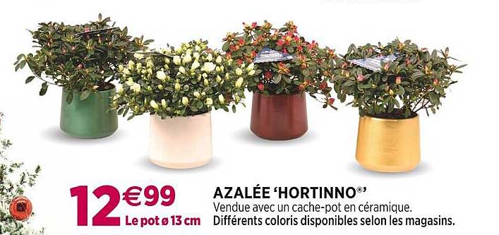 Azalée 'hortinno'