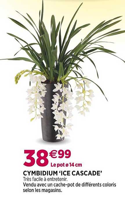 cymbidium 'ice cascade'