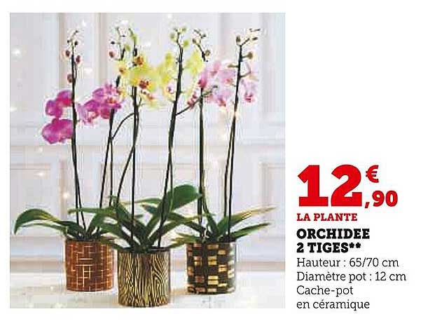 Orchidée 2 Tiges