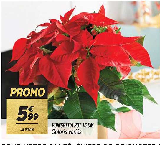 poinsettia pot 15 cm