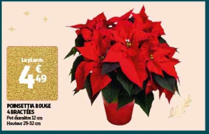 poinsettia rouge 4 bracelées