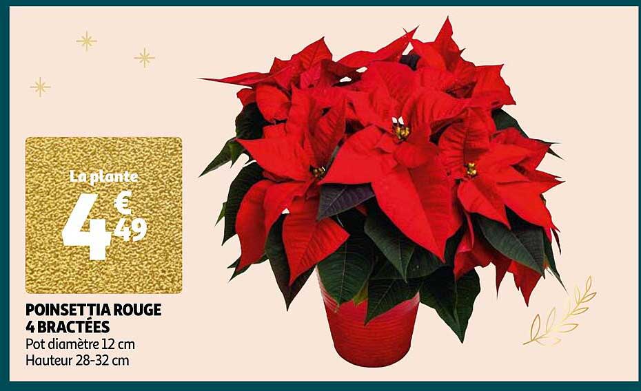 poinsettia rouge 4 bractées