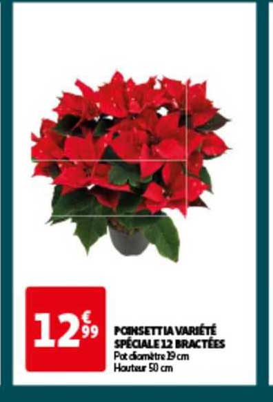 poinsettia variété spéciale 12 bractées