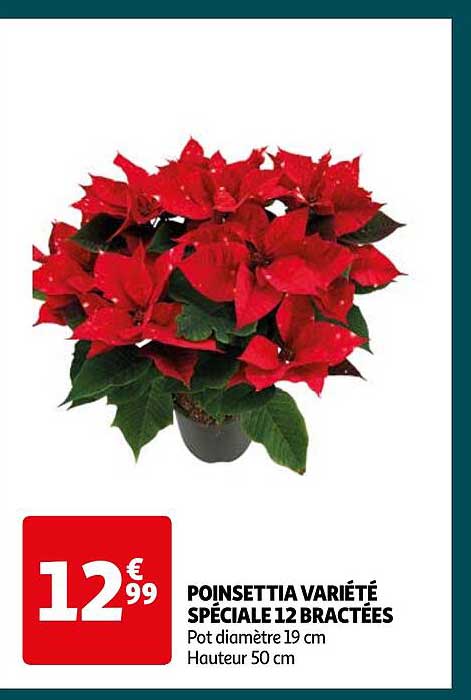 poinsettia variété spéciale 12 bractées