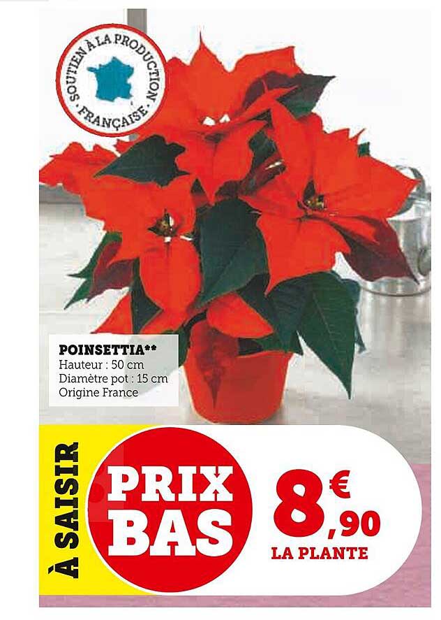 poinsettia