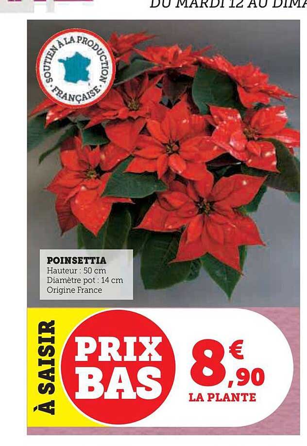 poinsettia