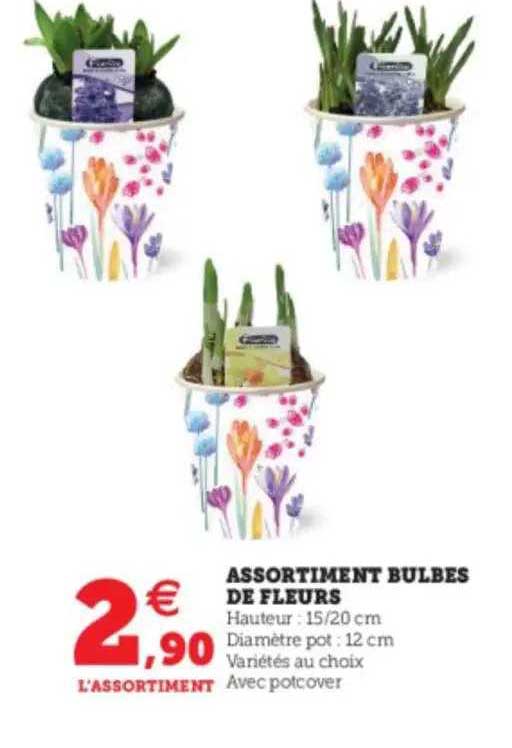 Assortiment Bulbes De  Fleurs
