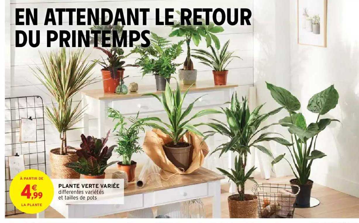 plante  verte variée