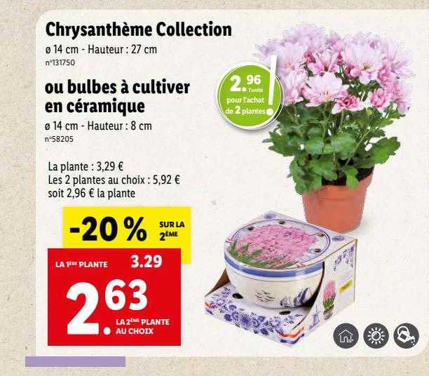 Chrysanthème Collection Ou Bulbes à Cultiver En Céramique