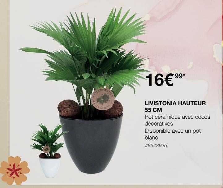livistonia hauteur 55 cm