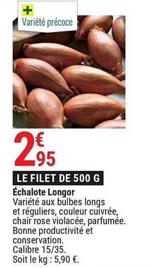 échalote longor