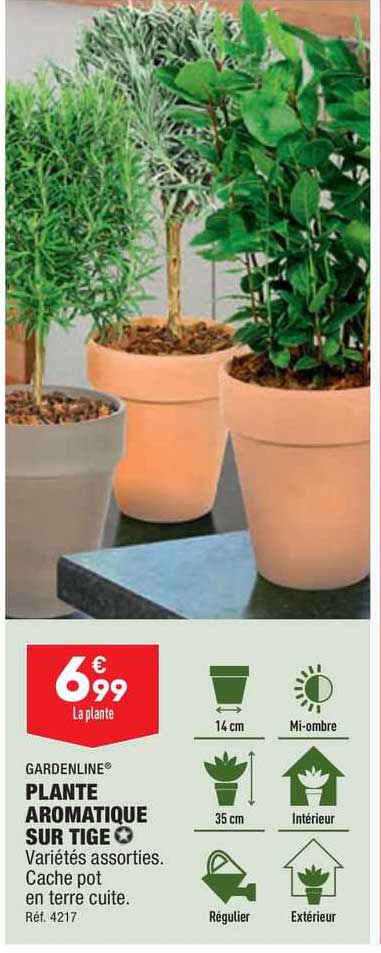 Gardenline Plante Aromatique Sur Tige