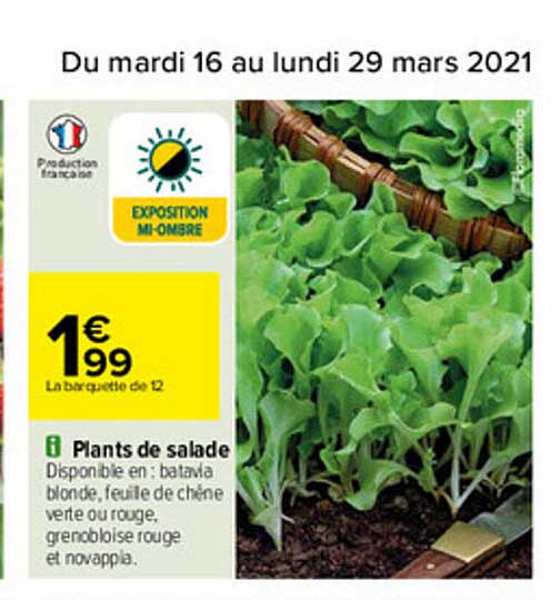 plants de salade
