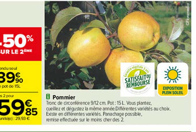 pommier