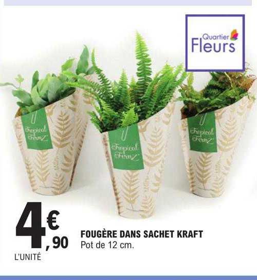 fougère dans sachet kraft