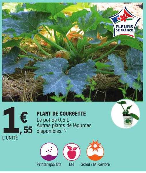 plant de courgette