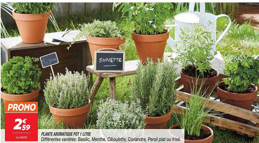 plante aromatique pot 1 litre