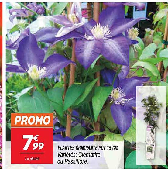 plantes grimpante pot 15 cm