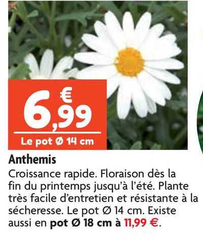 anthemis