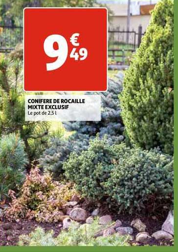 conifère de rocaille mixte exclusif