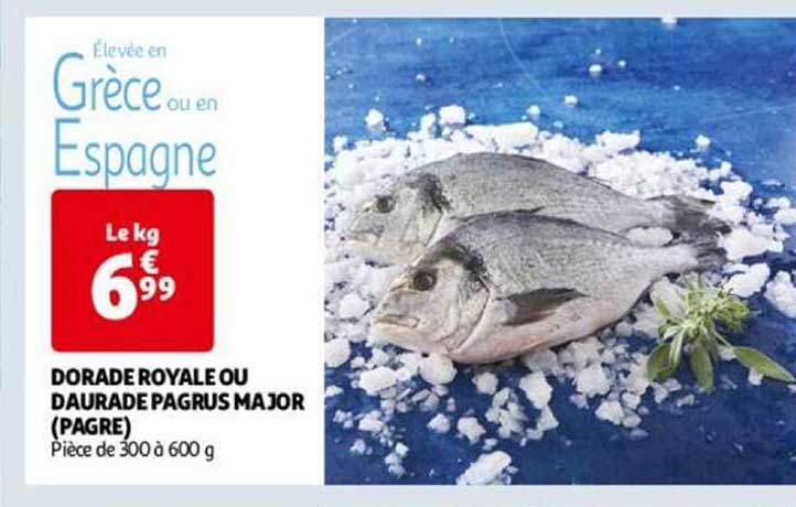 dorade royale ou daurade pagrus major (pagre)