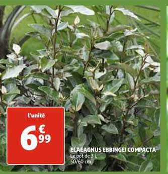 elaeagnus ebbingei compacta