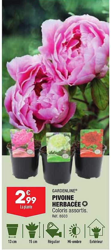 gardenline pivoine herbacée