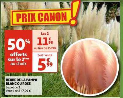 herbe de la pampa blanc ou rose