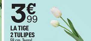la tige 2 tulipes