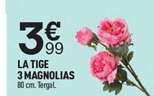 la tige 3 magnolias