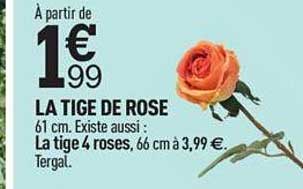 la tige de rose