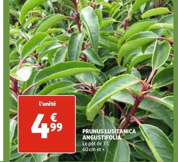 prunus lusitanica angustifolia