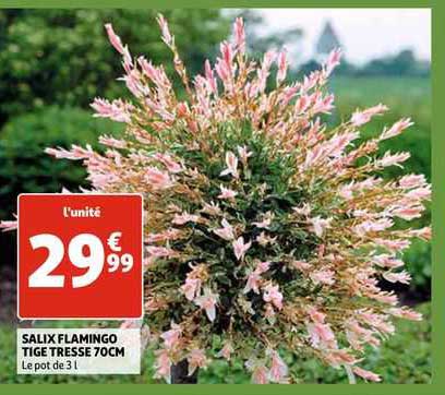 salix flamingo tige tresse 70cm