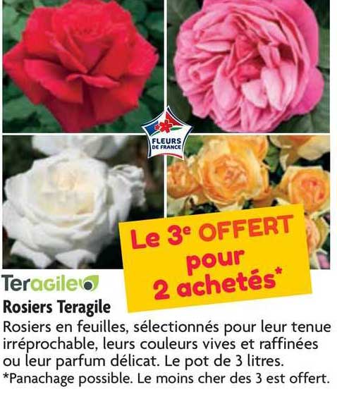 teragile rosiers