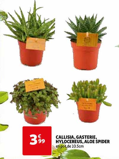 Callisia, Gasterie, Hylocereus, Aloe Spider