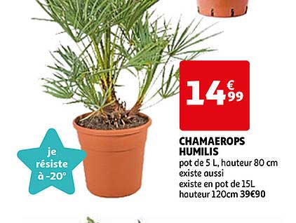 chamaerops humilis