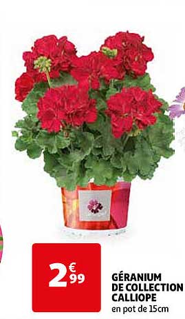 géranium de collection calliope