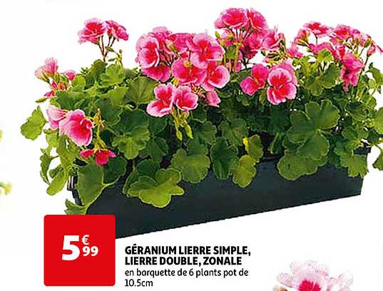 géranium lierre simple, lierre double, zonale