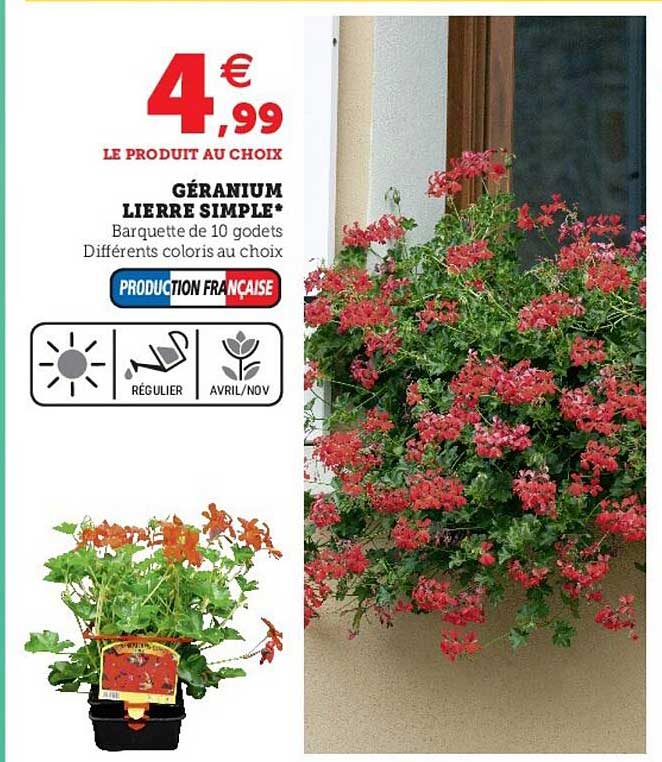 géranium lierre simple